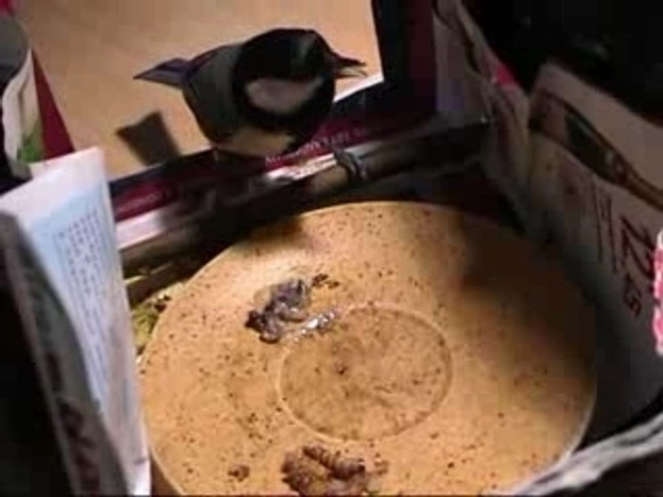 Papatte12-2007