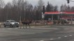 Wild Moose Crosses Pedestrian Crosswalk