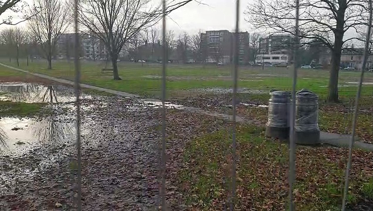 Water-logged  Stray