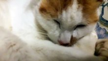 Al mio gatto piace la patatina