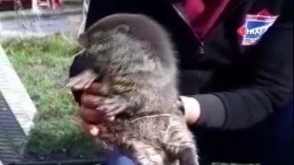 Yavru su samuru doğal ortamına bırakıldı