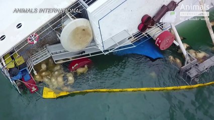 Milhares de ovelhas mortas em naufrágio