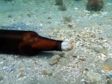 Un poulpe se glisse dans une bouteille de bière : nouvelle maison