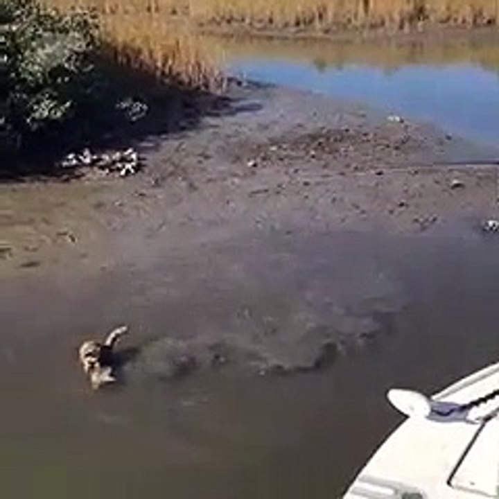 Quand un raton laveur vient voler le poisson d'un pêcheur