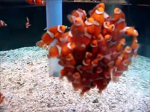 Ce banc de bébés poissons clowns est juste adorable