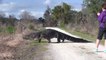 Un énorme alligator traverse un chemin en Floride... Belle bête