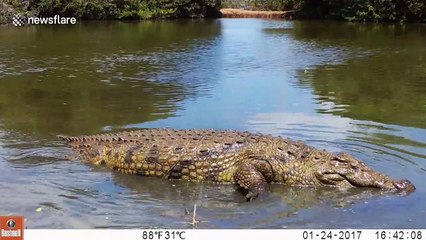 Intense moment curious crocodile attacks camera in South Africa