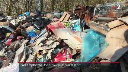 Forêt replantée dans le Val d'Oise : une première depuis 400 ans