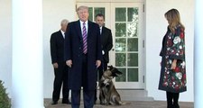 Trump, Bağdadi operasyonunda yaralanan köpeğe plaket ve madalya verdi