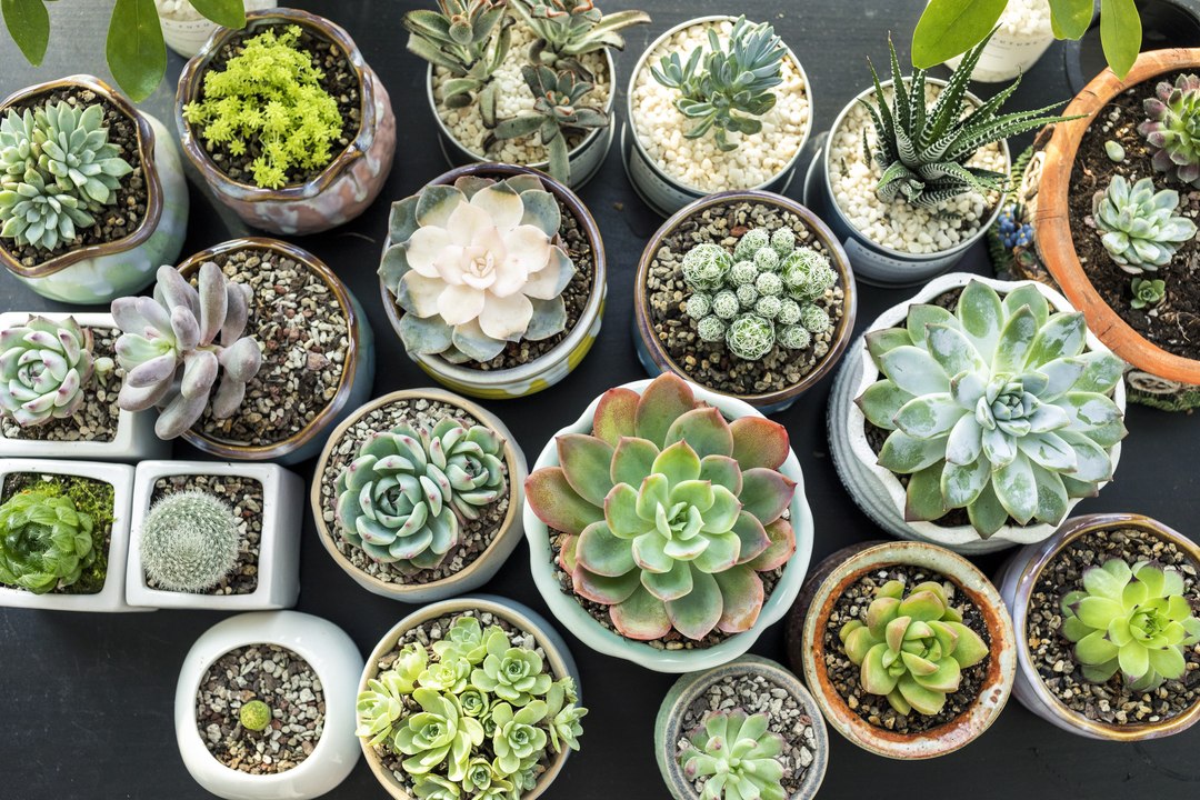 Must-Know Tips for Watering Succulents