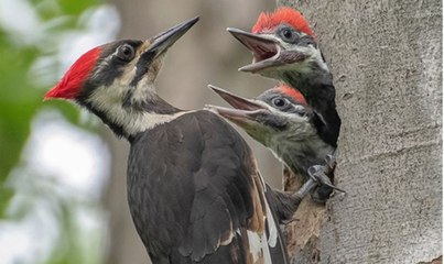 El valor del pájaro carpintero, el ataque de las águilas y la emboscada del cocodrilo