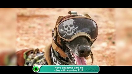 Novo capacete para os cães militares dos EUA