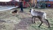 Dog Tries to Walk a Reindeer with Rope