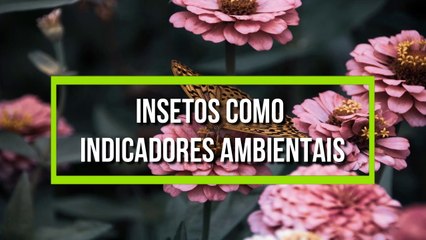 Insetos como indicadores ambientais