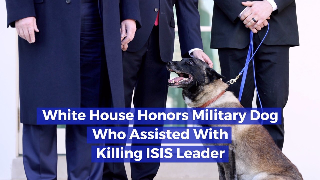 This Dog Is A National Hero