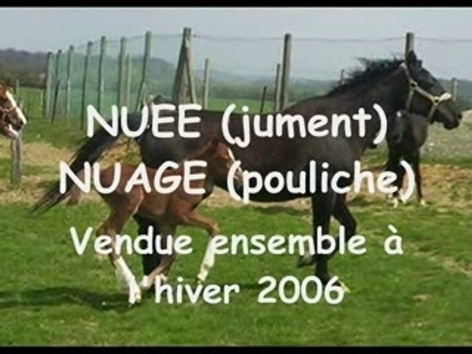 CHEVAUX DEJA VENDUS