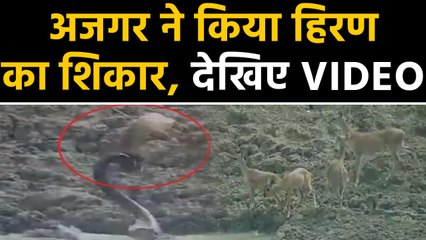 Python attack,coils around tiny deer after quickly jumping out of the water:Video|वनइंडिया हिंदी