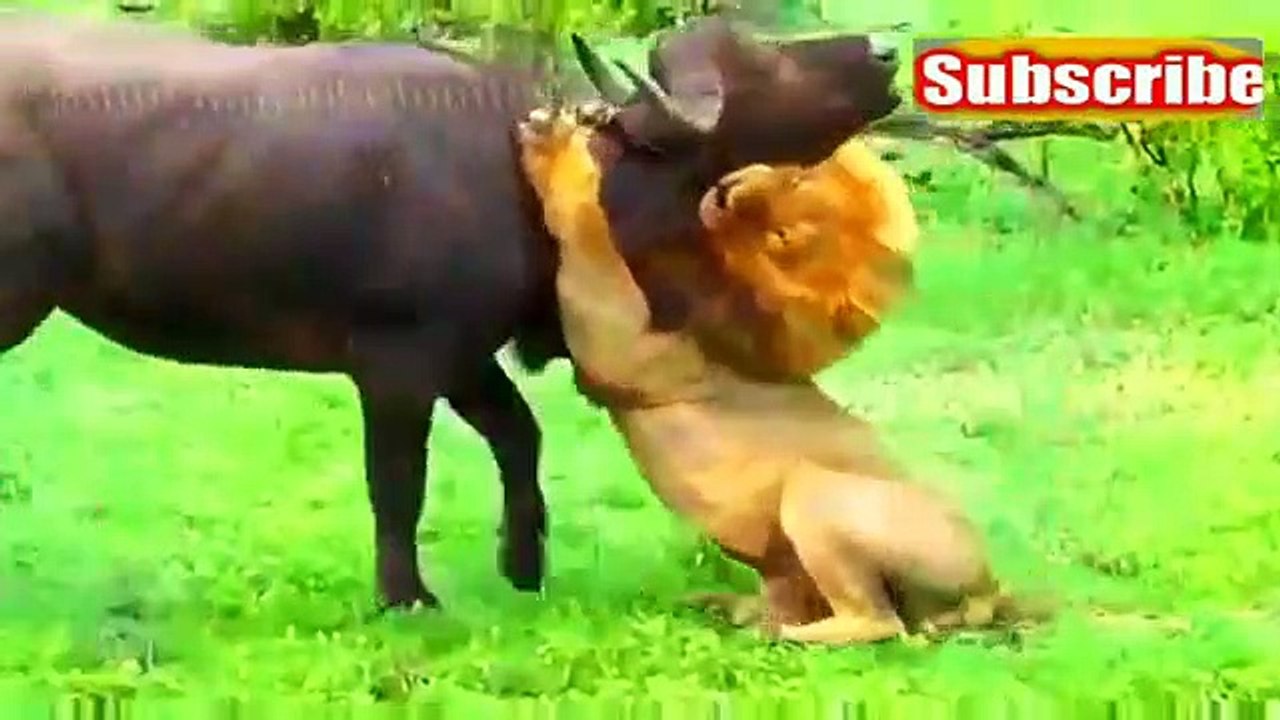 जंगली भैंसा Vs. बब्बर शेर     - gondia. maharashtra ( 360 X 640 )