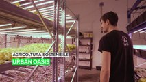 Agricoltura sostenibile: Urban Oasis