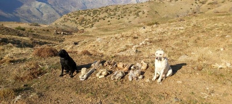 Bitlis'te terör örgütüne ait 8 adet EYP ele geçirildi