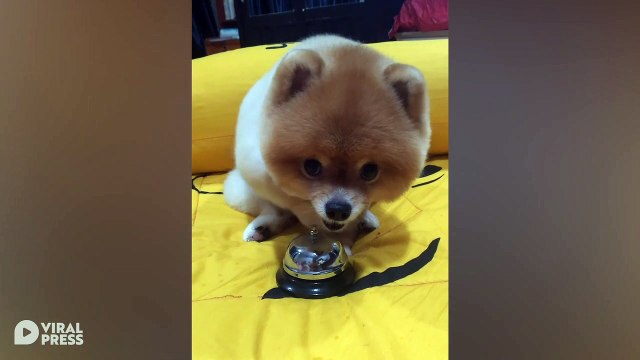 Pomeranian Puppy Rings Bell For Food