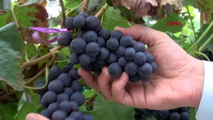 Manisa yılda 2 kez üzüm hasadı hedefi gerçek oldu