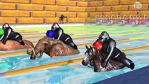 Learn Colors with Gorillas Riding Animals Swimming Race eat Fruits colors Cartoon for Children