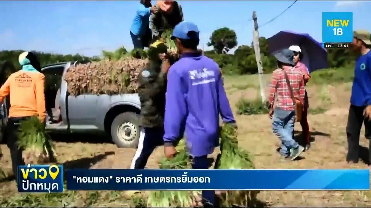 "หอมแดง" ราคาดี เกษตรกรยิ้มออก | NEW18