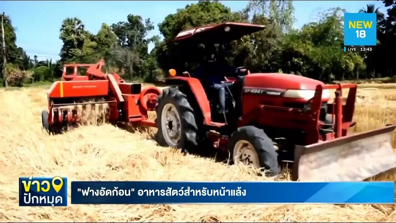 "ฟางอัดก้อน" อาหารสัตว์สำหรับหน้าแล้ง | NEW18