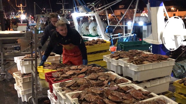 Baie de Seine. Ouverture des premières coquilles Saint-Jacques