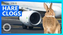 Rabbits are being sucked into plane engines in Ireland