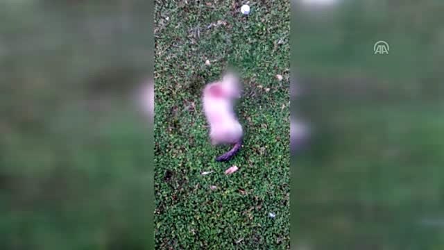 Hatay'da 4 bacağı kesilmiş ölü kedi bulundu