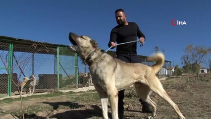 Anne karnında alıcı buluyorlar; kendileri küçük fiyatları büyük