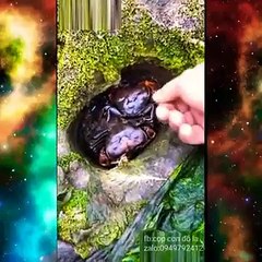 Bắt Tôm Cua Mực Cá Dưới Cát khi thuỷ triều gút trên biển_MP4 270p_360p