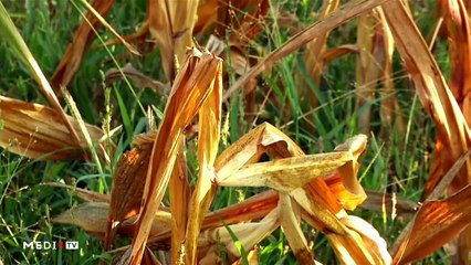 يوميات الفلاح - 26/11/2019