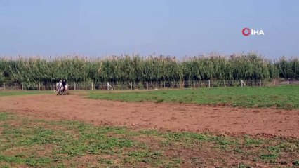 Ata binen Manisa Valisi usta binicileri aratmadı