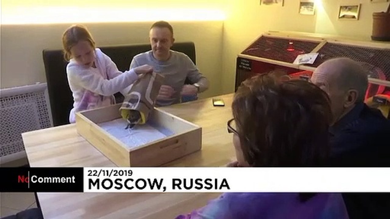 Schmusen mit Stacheln - das Igel-Café in Moskau