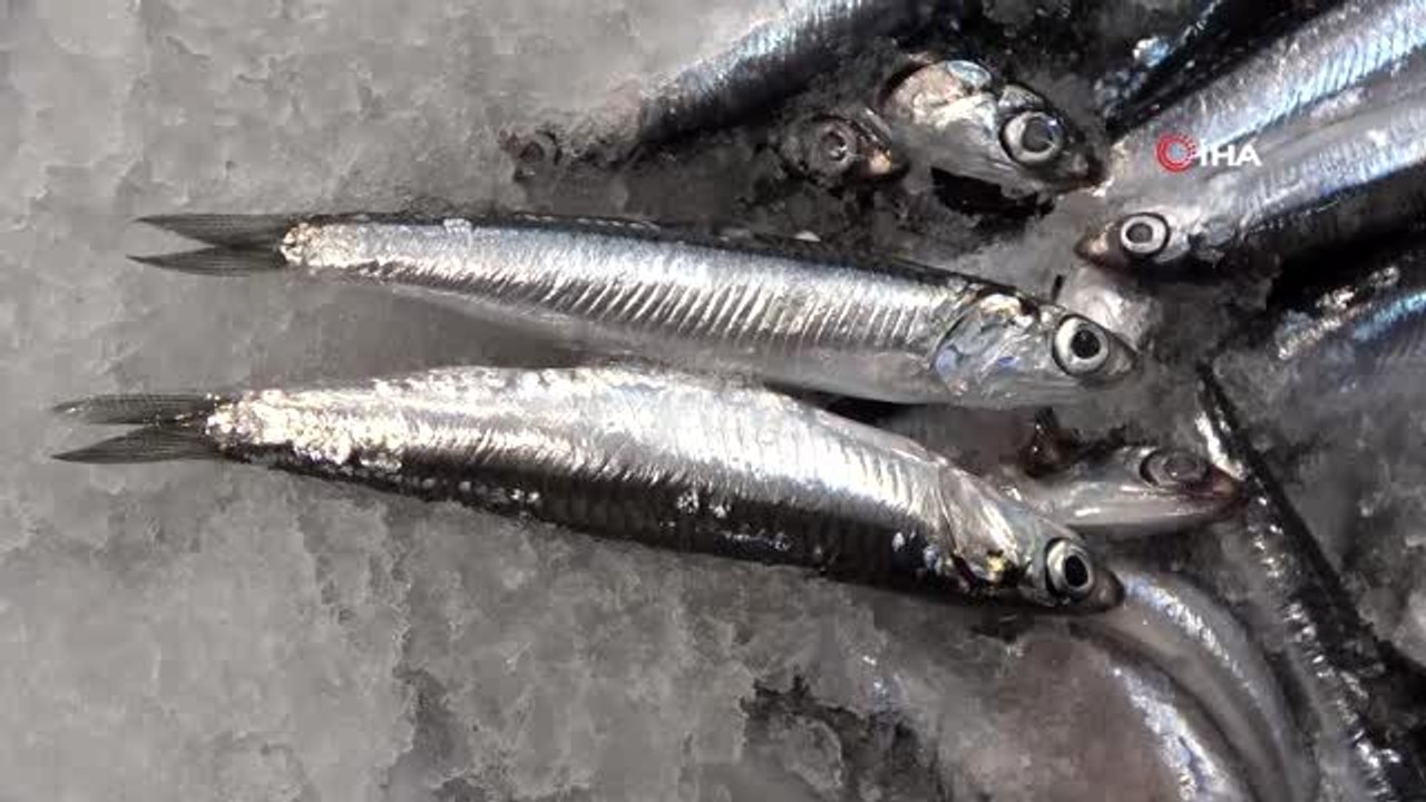 Mezgit fiyatı rekora koşuyor