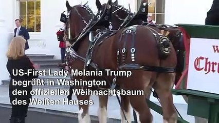 Melania Trump empfängt Weihnachtsbaum fürs Weiße Haus