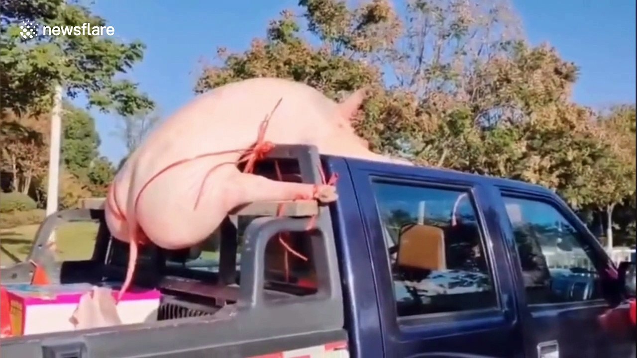 Pig carcass tied up in 'G-string' on truck and delivered to engagement party stuns motorists