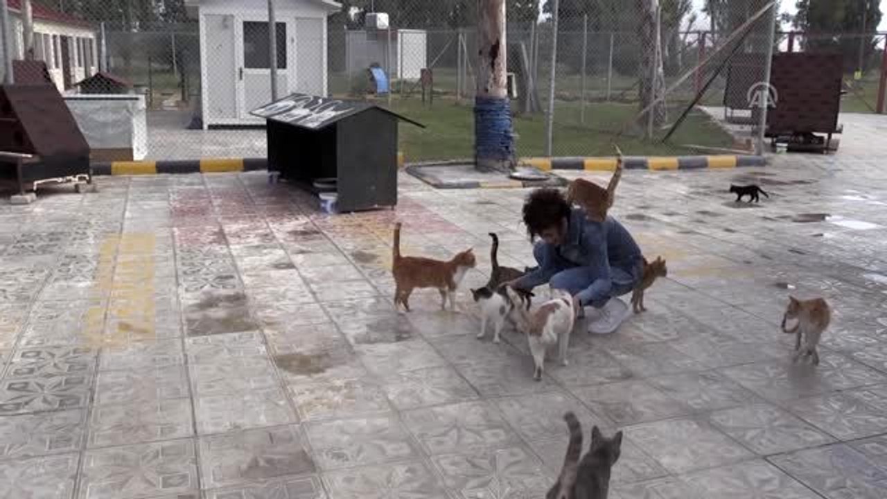 İskenderun Sokak Hayvanlarını Koruma Derneğinden tepki - HATAY