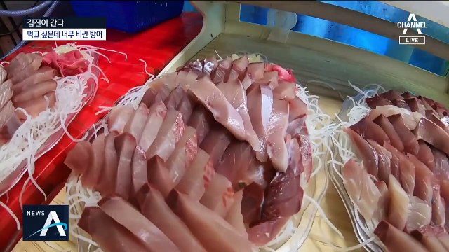 [김진이 간다]풍년인데 값비싼 방어…왜 그럴까?