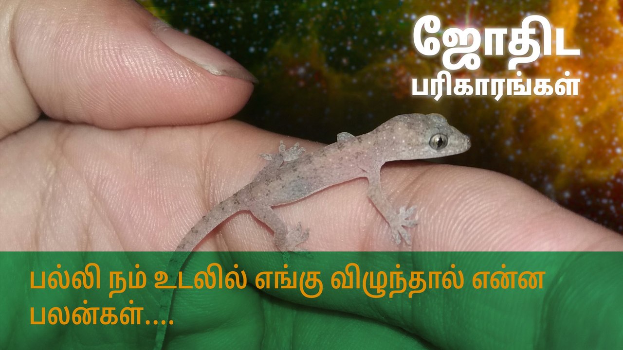 பல்லி நம் உடலில் எங்கு விழுந்தால் என்ன பலன்கள்?