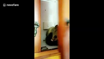 Australian man hilariously documents possum living in his kitchen cabinet