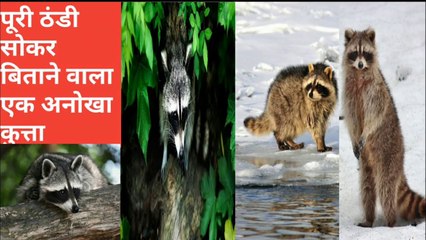 Raccoon Dog a unique dog that hibernates through the winter in hindi by discovery24 network