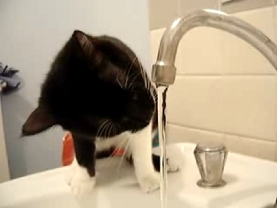 chat qui boit - cat who s drink