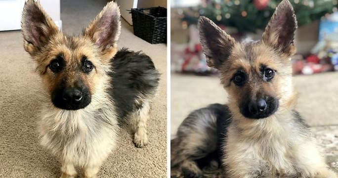Ce berger allemand nain ressemblera toujours à un petit chiot
