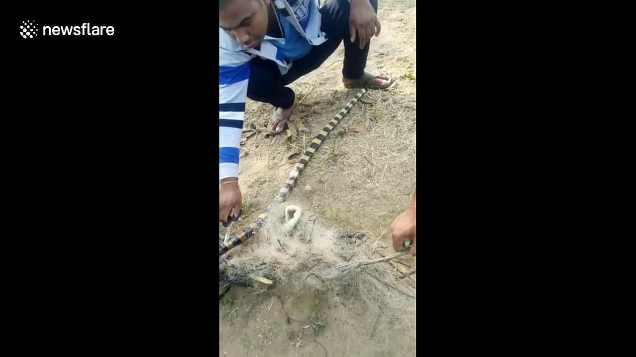 Indian fisherman stunned to find two snakes trapped in his net