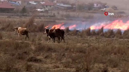 Çıkan yangında çoban hayvanlarını kurtarmaya çalıştı, vatandaş ise domuzdan kurtulmak için...
