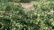Adanalı çiftçiler para etmeyen mandalina ağaçlarını kesip, yeni cinsle değiştiriyor